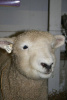 2012 Fall Fiber Expo
