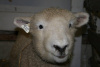 2012 Fall Fiber Expo